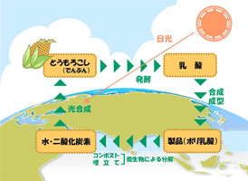 �}�A���R���̐����𐫃v���X�`�b�N�̎��R�z�}